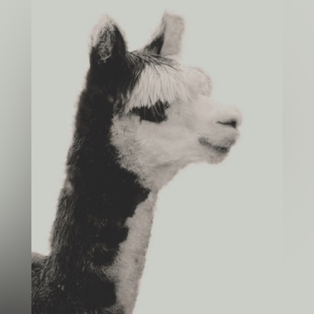 Llama Art Print- Black & White- 8.5”x11”